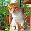 Thumbnail photo of Carrotito (in foster) #3