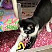 Thumbnail photo of Angus #2
