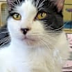 Thumbnail photo of Angus #3