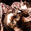 Thumbnail photo of MIA - Offered by Owner - Looking 4 a Single Cat? #1