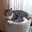 Thumbnail photo of MIA - Offered by Owner - Looking 4 a Single Cat? #2