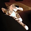 Thumbnail photo of MIA - Offered by Owner - Looking 4 a Single Cat? #4