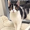 Thumbnail photo of Inky (AKA Boone) #2