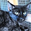 Thumbnail photo of A-Tora - Barn Cat #1
