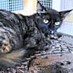 Thumbnail photo of A-Tora - Barn Cat #2