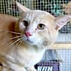 Thumbnail photo of A-Peaches - Barn Cat #1