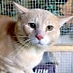 Thumbnail photo of A-Peaches - Barn Cat #2