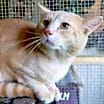 Thumbnail photo of A-Peaches - Barn Cat #3
