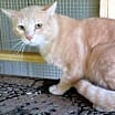 Thumbnail photo of A-Peaches - Barn Cat #4