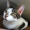 Thumbnail photo of Gershwin #1