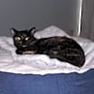 Thumbnail photo of Tika (Courtesy Post) #1