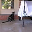 Thumbnail photo of Tika (Courtesy Post) #3