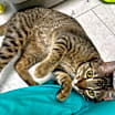 Thumbnail photo of Cookie #4