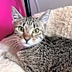 Thumbnail photo of Dixie #4