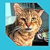 Thumbnail photo of Elvis #2