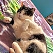 Thumbnail photo of Aspen #1