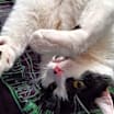 Thumbnail photo of Aspen #2