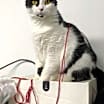 Thumbnail photo of Aspen #3