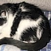 Thumbnail photo of Aspen #4