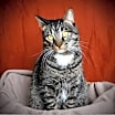 Thumbnail photo of Kingston #1