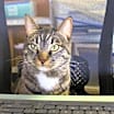 Thumbnail photo of Kingston #3