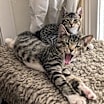 Thumbnail photo of Edward and Millie #2