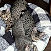 Thumbnail photo of Edward and Millie #3