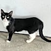 Thumbnail photo of Raven (Kitty) #1