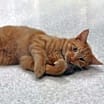 Thumbnail photo of Nemo @ The Cat's Brew #2