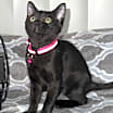 Thumbnail photo of Midnight #1