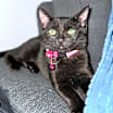 Thumbnail photo of Midnight #3