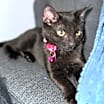 Thumbnail photo of Midnight #4