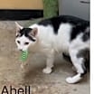 Thumbnail photo of Abell #1