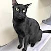 Thumbnail photo of Cyrus #4