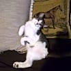 Thumbnail photo of Brodie a tripod #1