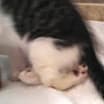 Thumbnail photo of Brodie a tripod #2