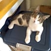 Thumbnail photo of Brodie a tripod #3