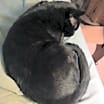Thumbnail photo of Ray #2