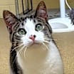 Thumbnail photo of Beau #1