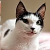 Thumbnail photo of Cho #1