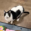 Thumbnail photo of Bella #2