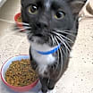 Thumbnail photo of Magpie #4