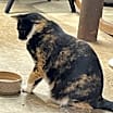 Thumbnail photo of Lucille: Not at shelter (Barbe) #4