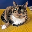 Thumbnail photo of Nibs #1