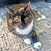 Thumbnail photo of Nibs #3
