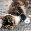 Thumbnail photo of Nibs #4