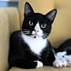 Thumbnail photo of Binx #2