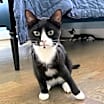 Thumbnail photo of Binx #3