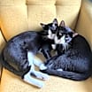 Thumbnail photo of Buddy #3