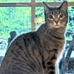 Thumbnail photo of Silver #1